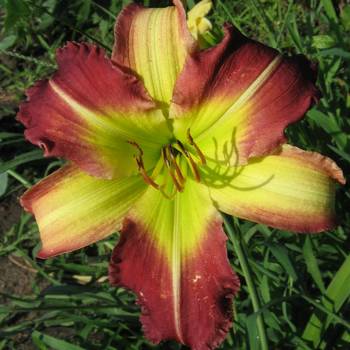 Лилейник Hemerocallis ‘Mike Reed’